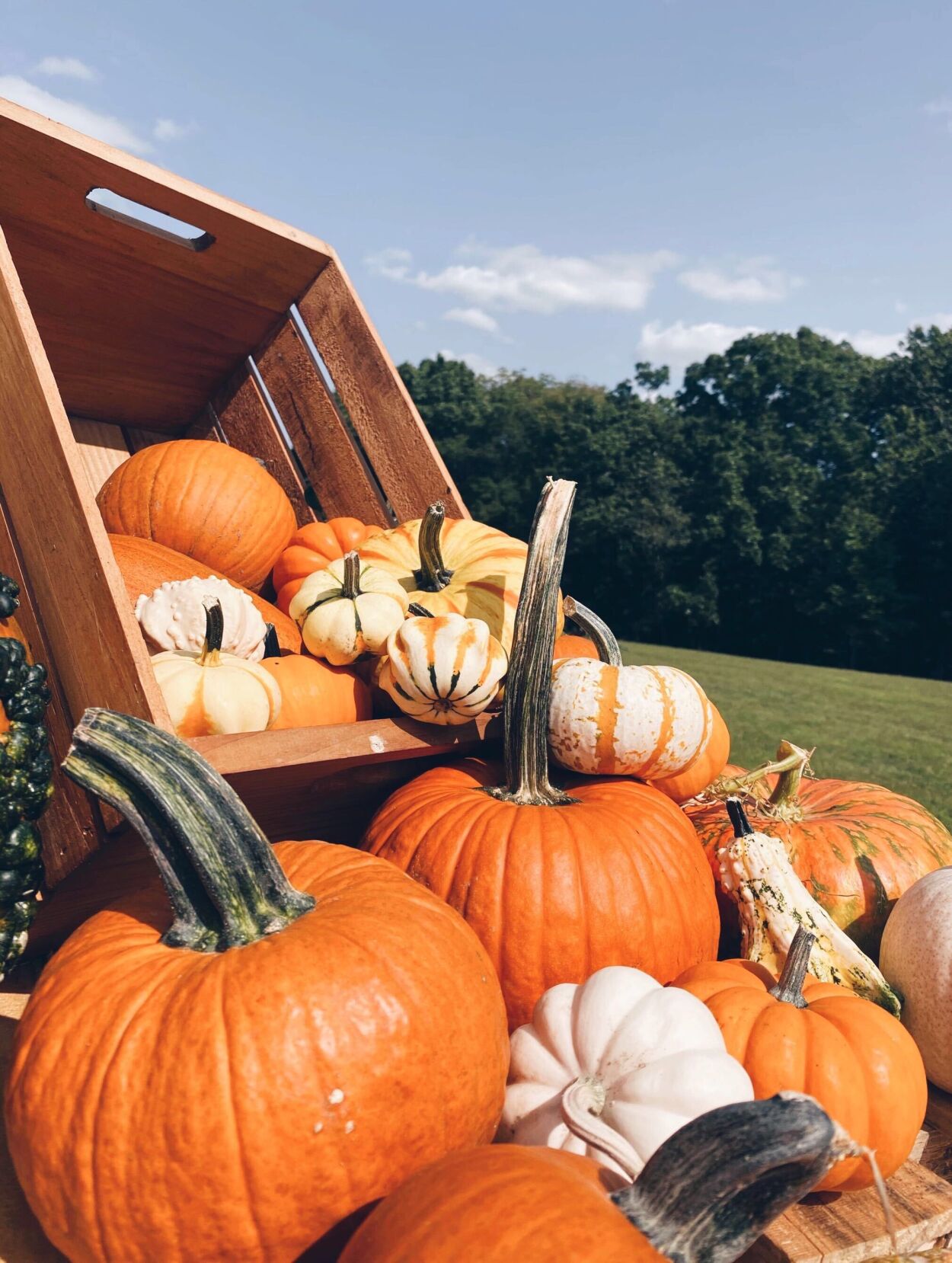 Peace Tree Farms, pumpkins 2